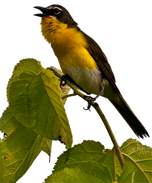 Birding in Texas