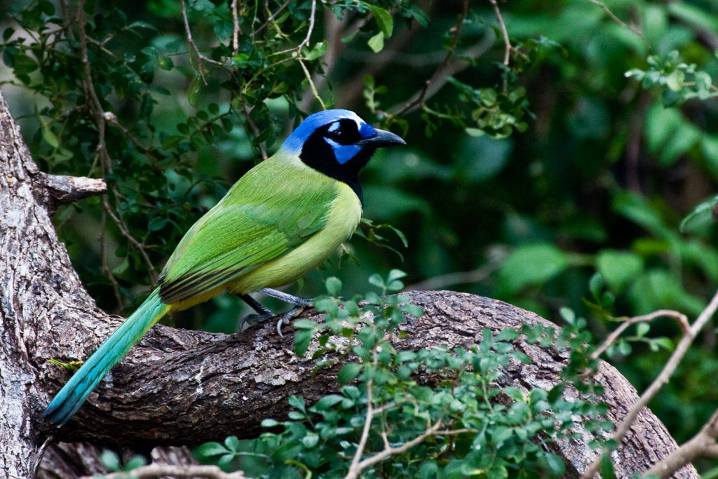 Bird Watching in Texas | Texas Birding